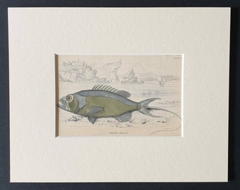 Long Tailed Serranus - Original 1843 hand coloured fish print in mount