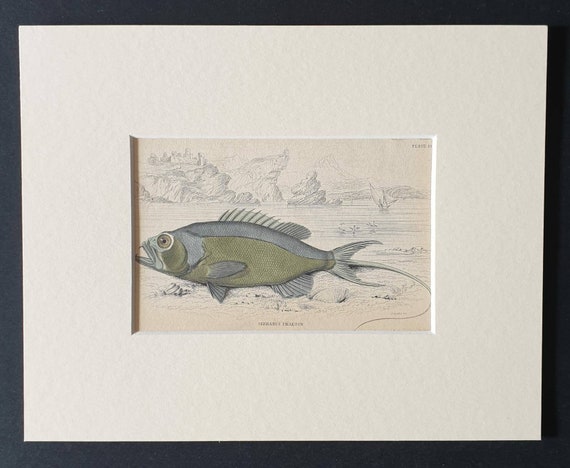 Original 1843 hand coloured fish print in mount - Long Tailed Serranus