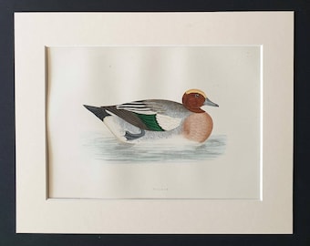 Wigeon - Original 1891 hand coloured bird print in mount