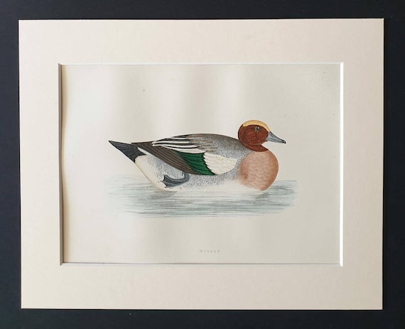 Original 1891 hand coloured bird print in mount - Wigeon