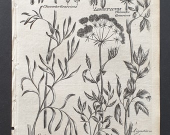 Sampire, Cornish and Northern Lovage - Original 1802 Culpeper engraving (99)