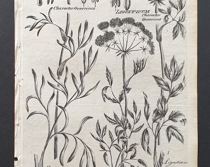 Sampire, Cornish and Northern Lovage - Original 1802 Culpeper engraving (99)
