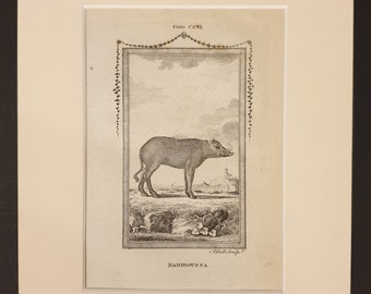 Babiroussa - Original 1791 Buffon print in mount