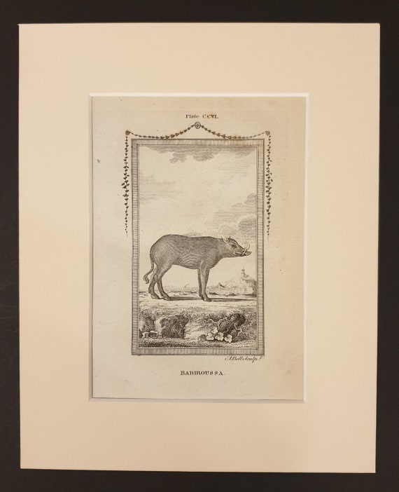 Babiroussa - Original 1791 Buffon print in mount