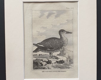 The Gad Wall Duck, The Female -  Original 1812 Buffon print in mount (243)