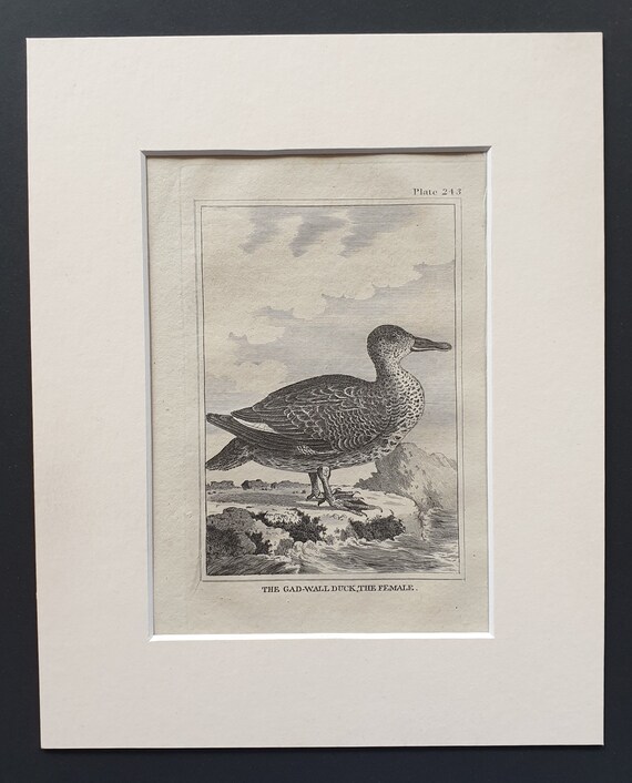 The Gad Wall Duck, The Female -  Original 1812 Buffon print in mount (243)