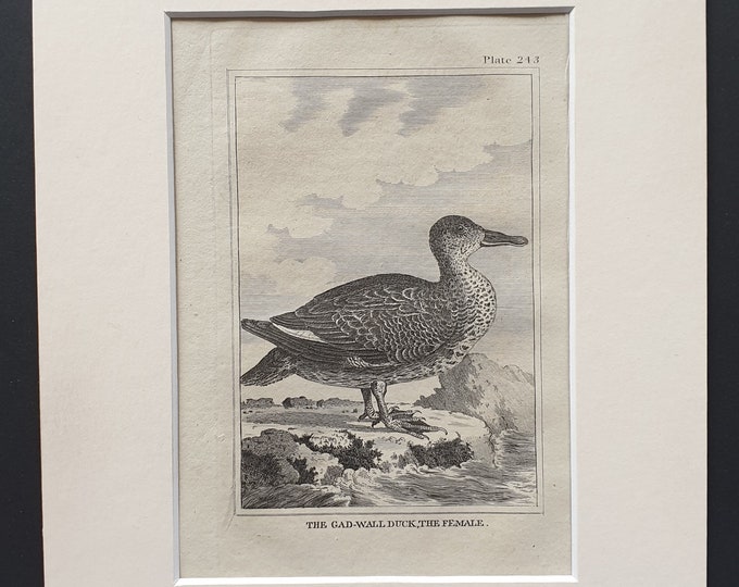 The Gad Wall Duck, The Female -  Original 1812 Buffon print in mount (243)