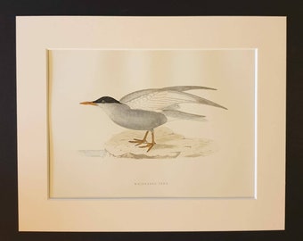 Whiskered Tern - Original 1891 hand coloured bird print in mount