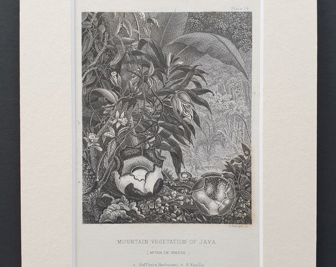 Mountain vegetation of Java - Original 1866 woodcut print in mount