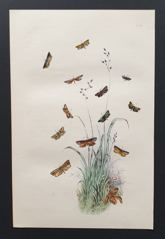 The Dark Veined Long Wing Moth and others - Original hand coloured 1860 print