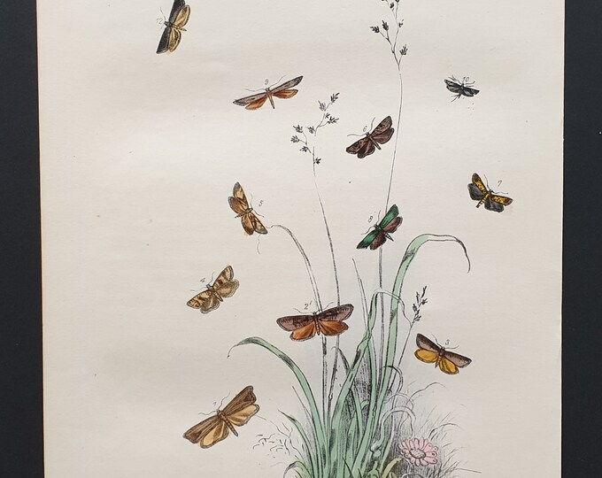 The Dark Veined Long Wing Moth and others - Original hand coloured 1860 print