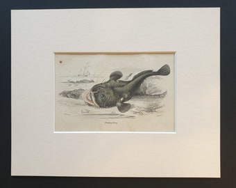 Fishing Frog - Original c1860 hand coloured fish print in mount
