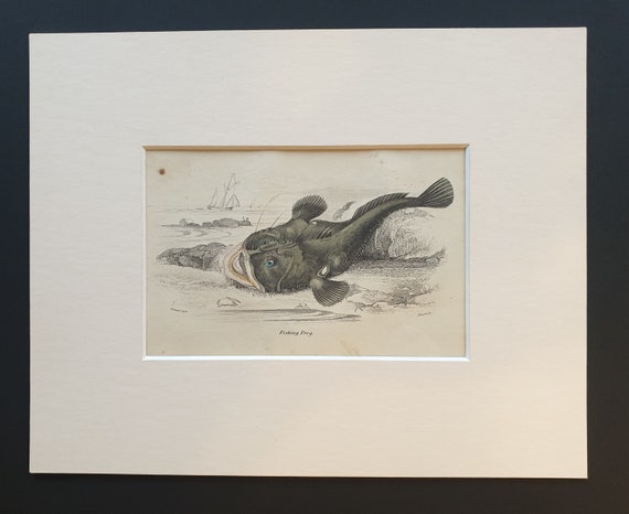 Fishing Frog - Original c1860 hand coloured fish print in mount