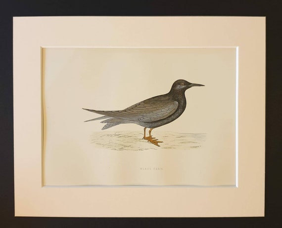 Original 1891 hand coloured bird print in mount - Black Tern