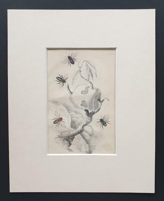 Trigona and Melipona Bee Varieties - Original c1870 hand coloured insect print in mount