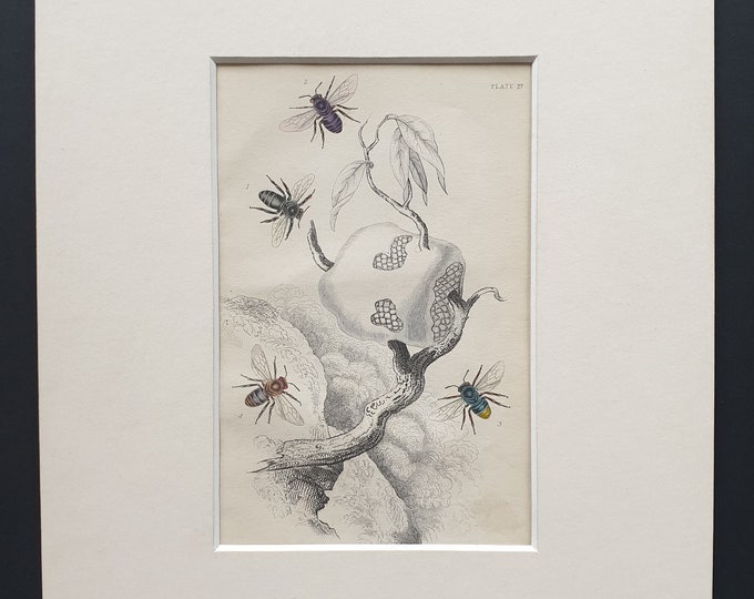 Trigona and Melipona Bee Varieties - Original c1870 hand coloured insect print in mount