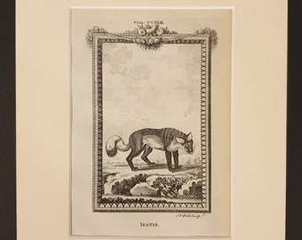 Isatis - Original 1791 Buffon print in mount