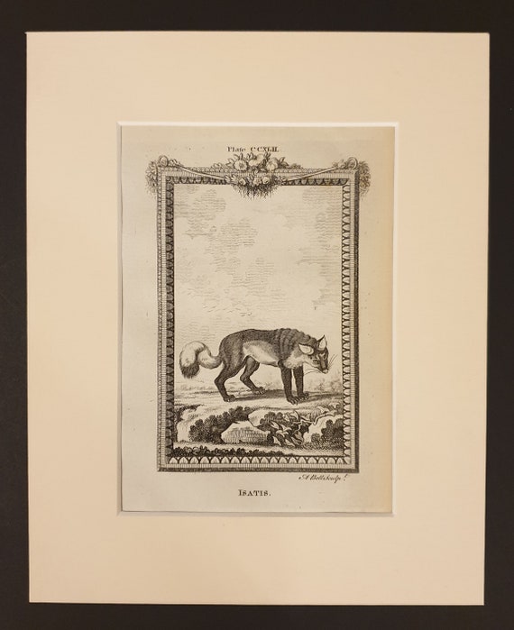 Isatis - Original 1791 Buffon print in mount