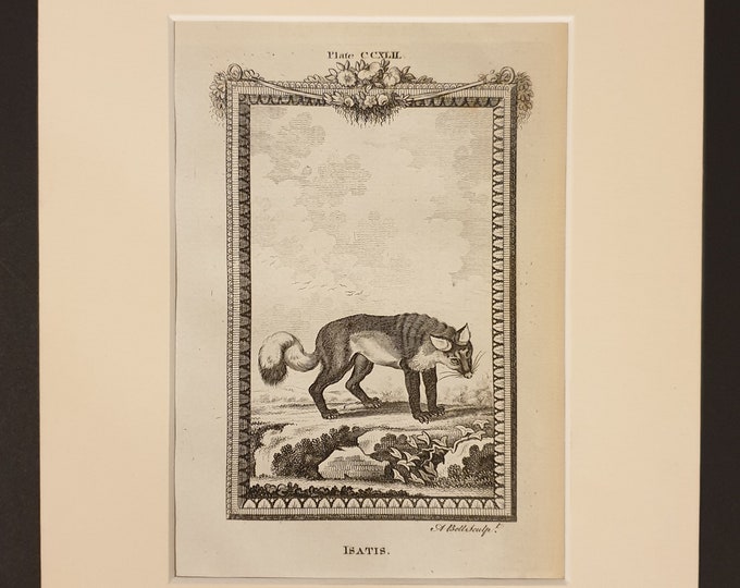 Isatis - Original 1791 Buffon print in mount