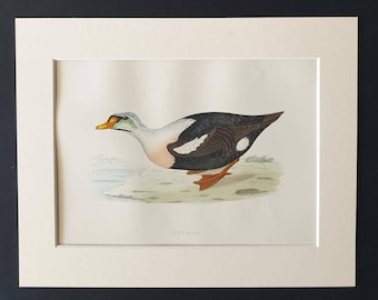 King Duck - Original 1891 hand coloured bird print in mount