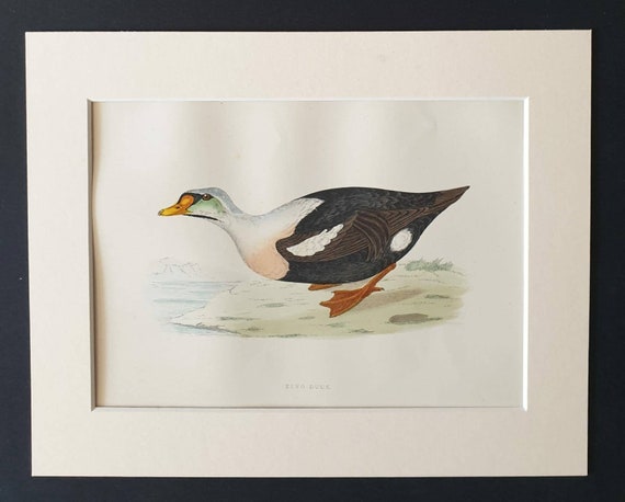 Original 1891 hand coloured bird print in mount - King Duck