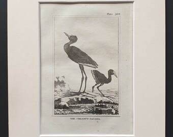 The Chestnut Jacana -  Original 1812 Buffon print in mount (208)