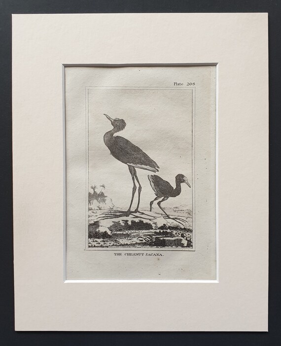 The Chestnut Jacana -  Original 1812 Buffon print in mount (208)
