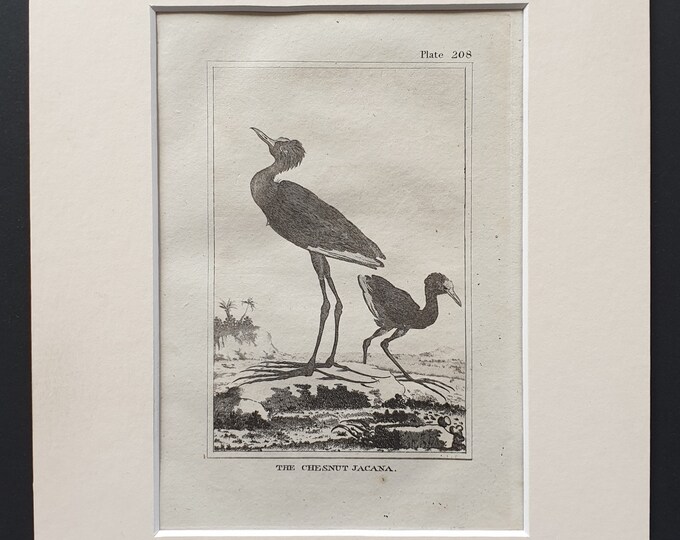 The Chestnut Jacana -  Original 1812 Buffon print in mount (208)