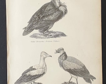 Vultures - Original c1860's Museum of Natural History print