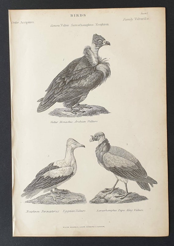 Original c1860's Museum of Natural History print - Vultures