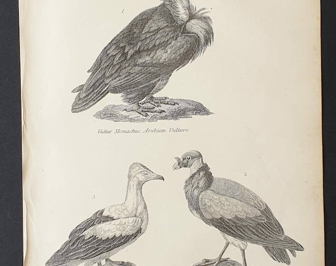 Original c1860's Museum of Natural History print - Vultures