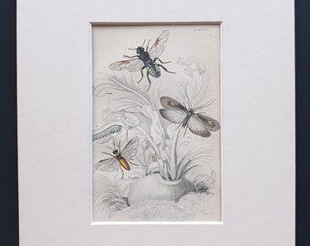 Phyrangea Grandis, Cimbex 10-Maculata, Athalia Centifoliae and caterpillar - Original c1860 hand coloured insect print in mount