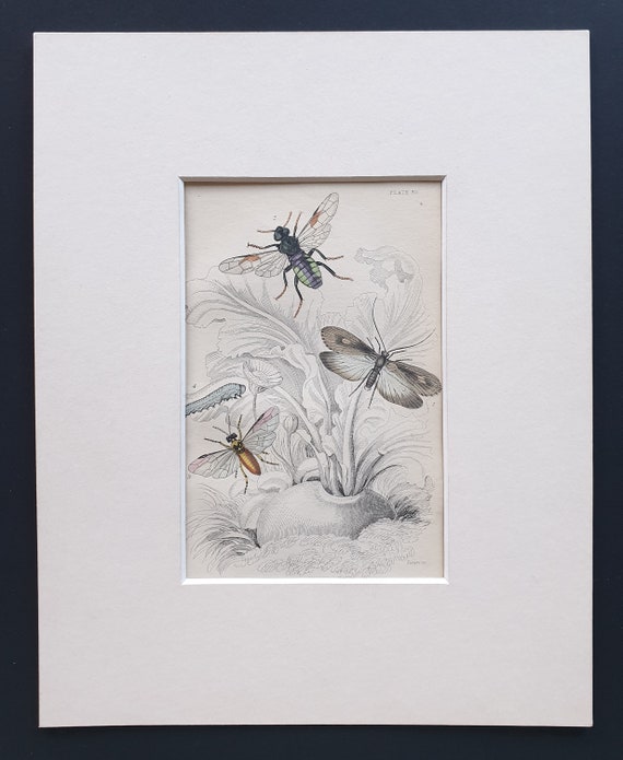Phyrangea Grandis, Cimbex 10-Maculata, Athalia Centifoliae and caterpillar - Original c1860 hand coloured insect print in mount