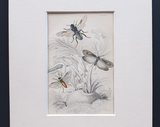 Phyrangea Grandis, Cimbex 10-Maculata, Athalia Centifoliae and caterpillar - Original c1860 hand coloured insect print in mount