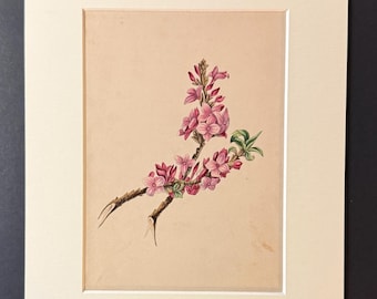 Daphne Mezereum - Original 1840 Hand Coloured Print