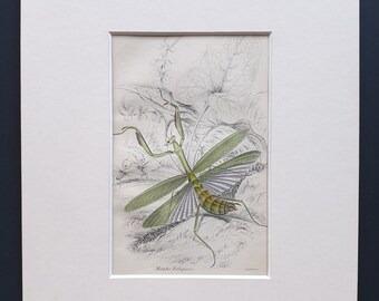 European Mantis (Mantis Religiosa) - Original c1860 hand coloured insect print in mount