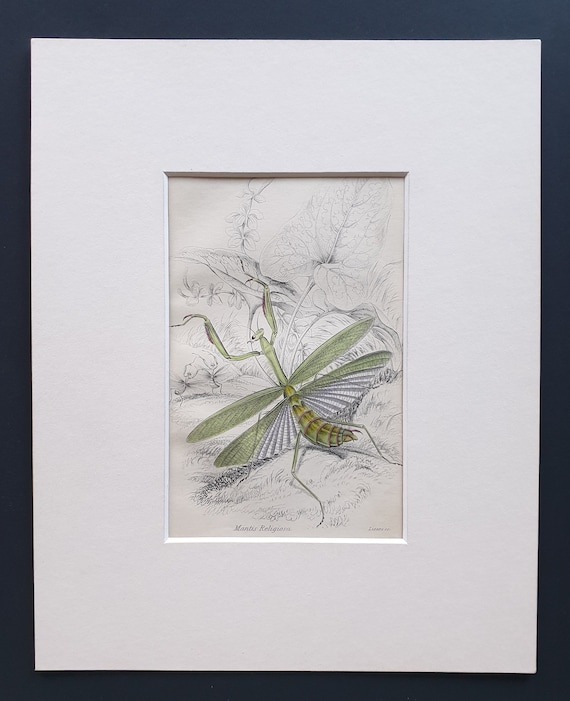 European Mantis (Mantis Religiosa) - Original c1860 hand coloured insect print in mount