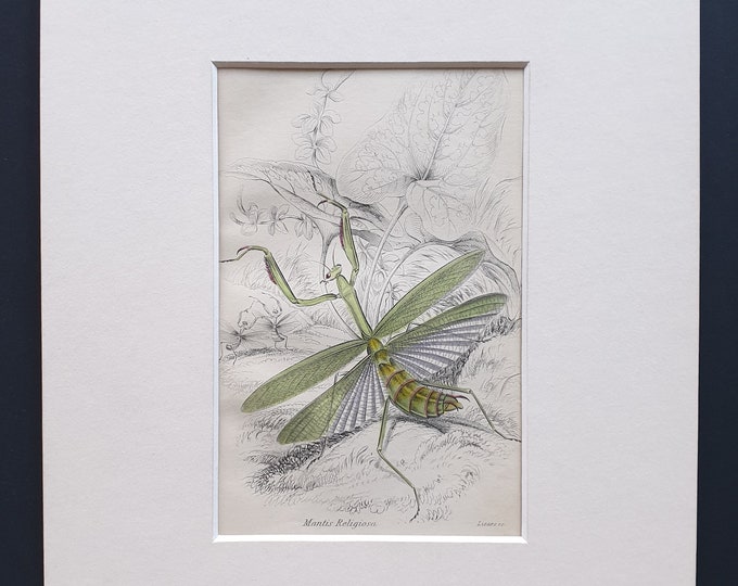 European Mantis (Mantis Religiosa) - Original c1860 hand coloured insect print in mount