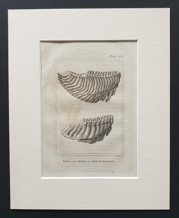 Teeth of the Indian and African Elephant - Original 1812 Buffon print in mount