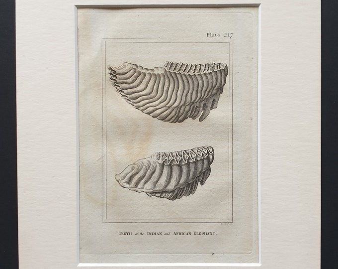 Teeth of the Indian and African Elephant - Original 1812 Buffon print in mount