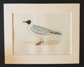 Masked Gull - Original 1891 hand coloured bird print in mount