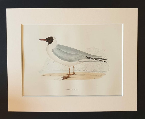 Original 1891 hand coloured bird print in mount - Masked Gull