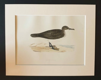 Dusky Petrel - Original 1891 hand coloured bird print in mount