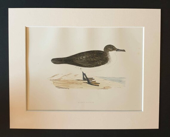 Original 1891 hand coloured bird print in mount - Dusky Petrel