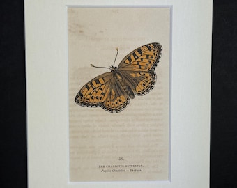 The Charlotte Butterfly - Original 1832 Hand Coloured Antique Print