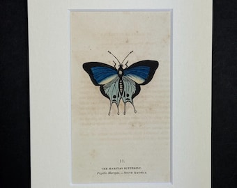The Marsyas Butterfly - Original 1832 Hand Coloured Antique Print