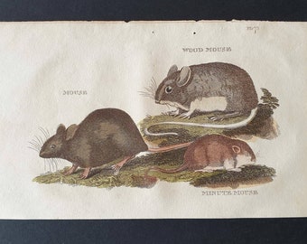 Mouse / Wood Mouse / Minute Mouse - Original 1821 hand coloured animal print