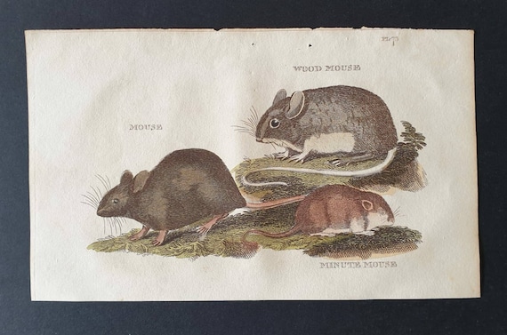 Original 1821 hand coloured animal print - Mouse/ Wood Mouse/Minute Mouse
