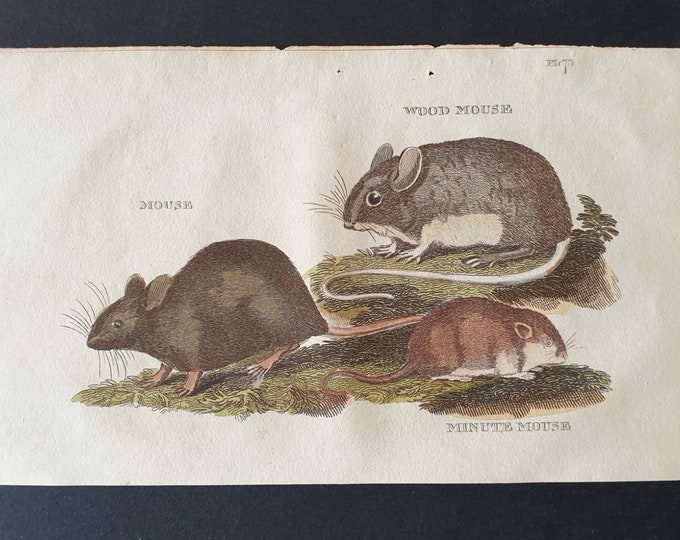Original 1821 hand coloured animal print - Mouse/ Wood Mouse/Minute Mouse