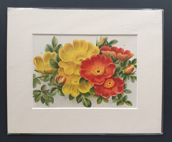 Rosa Latea, Copper Austrian Briar - Original 1903 rose print in mount